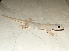Hemidactylus flaviviridis