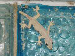 Hemidactylus flaviviridis