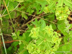 Euphorbia hirsuta