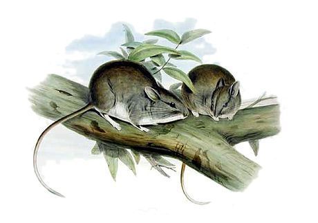 Lesser Stick-nest Rat (Leporillus apicalis) — Extinct Mammalia