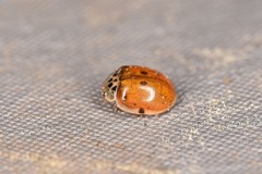 Adalia decempunctata