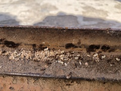 Formicidae