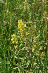 Rhinanthus alectorolophus