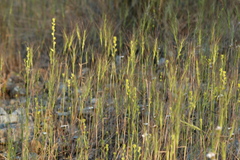 Streptanthus polygaloides