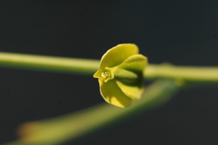 Streptanthus polygaloides