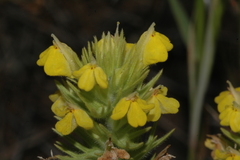 Castilleja lacera