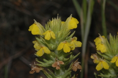 Castilleja lacera