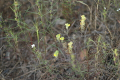 Castilleja lacera