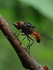 Rhingia austriaca