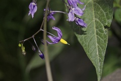 Solanum dulcamara