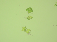 Pistia stratiotes