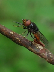 Rhingia austriaca