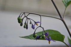 Solanum dulcamara