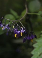 Solanum dulcamara