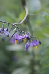 Solanum dulcamara