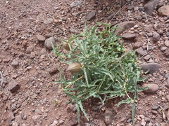 Asclepias macrosperma