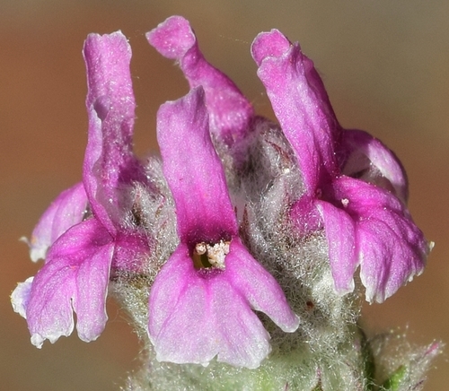 Sideritis stachydioides