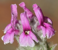 Sideritis stachydioides