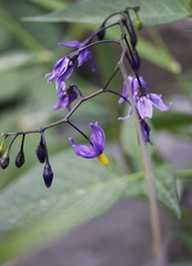Solanum dulcamara