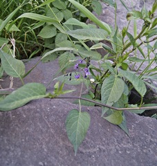 Solanum dulcamara