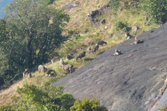 Nilgiritragus hylocrius