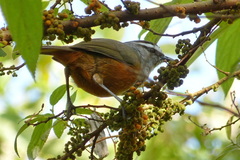 Montecincla fairbanki