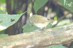 Phylloscopus nitidus