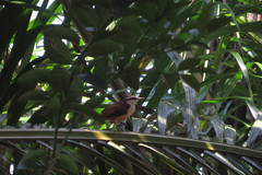 Campylorhynchus chiapensis