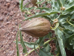 Asclepias macrosperma
