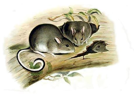 White-footed Rabbit-rat (Conilurus albipes) — Extinct Mammalia