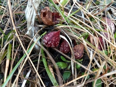 Sarracenia psittacina