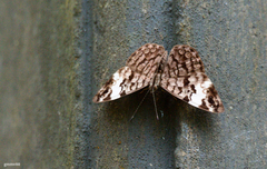 Ectima thecla