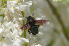 Xylocopa valga