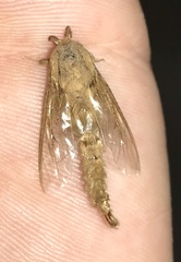 Oiketicus toumeyi