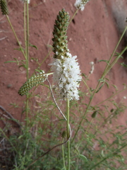 Dalea candida oligophylla