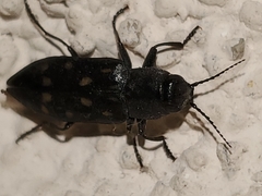 Melanophila consputa