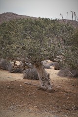 Boscia albitrunca albitrunca