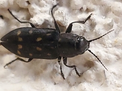 Melanophila consputa