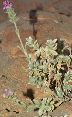 Sideritis stachydioides