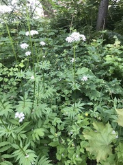 Valeriana sambucifolia