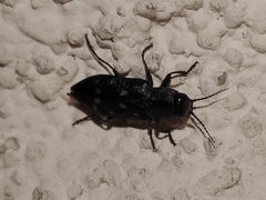 Melanophila consputa