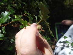 Quercus × ganderi
