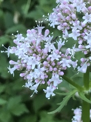 Valeriana sambucifolia