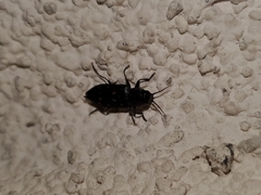 Melanophila consputa