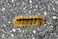 Lophocampa argentata