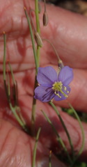 Heliophila trifurca