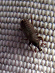 Dryophthorus americanus