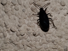 Melacoryphus rubicollis