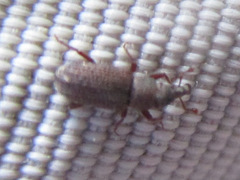 Dryophthorus americanus