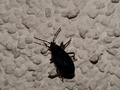 Melacoryphus rubicollis